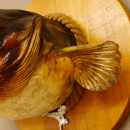 Wels Waller Schaidfisch Kopf Pr&auml;parat auf rundem Schild Raubfisch Fisch 60.1.2.7