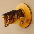 Wels Waller Schaidfisch Kopf Pr&auml;parat auf rundem Schild Raubfisch Fisch 60.1.2.7