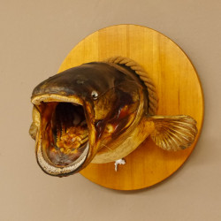 Wels Waller Schaidfisch Kopf Präparat auf rundem Schild Raubfisch Fisch 60.1.2.7