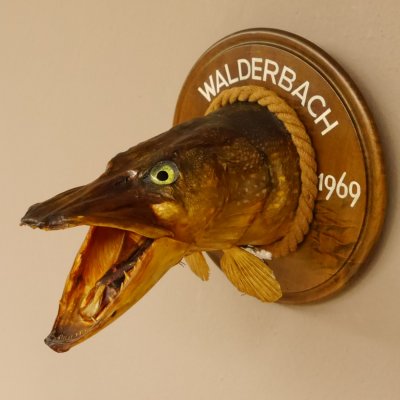 Hechtkopf Kopfpräparat Kopf Raubfisch Fisch offene Kiemen Trophäenschild