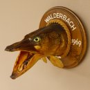 Hechtkopf Kopfpräparat Kopf Raubfisch Fisch offene Kiemen Trophäenschild