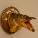 Hechtkopf Kopfpräparat Kopf Raubfisch Fisch offene Kiemen Trophäenschild