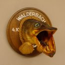 Hechtkopf Kopfpräparat Kopf Raubfisch Fisch offene Kiemen Trophäenschild