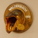 Hechtkopf Kopfpräparat Kopf Raubfisch Fisch offene Kiemen Trophäenschild