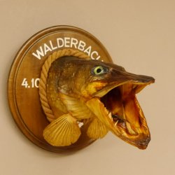 Hechtkopf Kopfpräparat Kopf Raubfisch Fisch offene Kiemen Trophäenschild