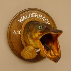 Hechtkopf Kopfpräparat Kopf Raubfisch Fisch offene Kiemen Trophäenschild