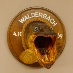 Hechtkopf Kopfpräparat Kopf Raubfisch Fisch offene Kiemen Trophäenschild