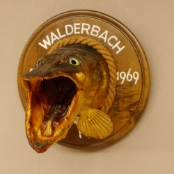 Hechtkopf Kopfpräparat Kopf Raubfisch Fisch offene Kiemen Trophäenschild