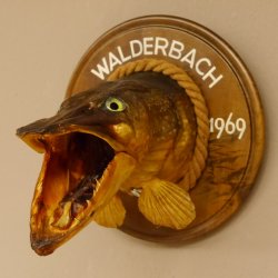 Hechtkopf Kopfpräparat Kopf Raubfisch Fisch offene Kiemen Trophäenschild