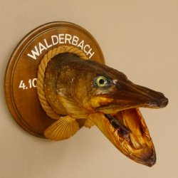 Hechtkopf Kopfpräparat Kopf Raubfisch Fisch offene Kiemen Trophäenschild