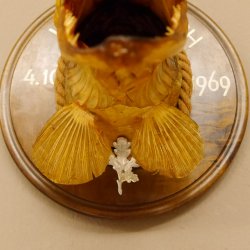Hechtkopf Kopfpräparat Kopf Raubfisch Fisch offene Kiemen Trophäenschild