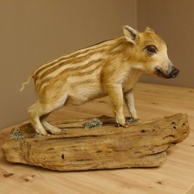 Frischling Ganzpräparat Höhe 42 cm auf Holz Wildschwein Präparat Deko 34.2.31