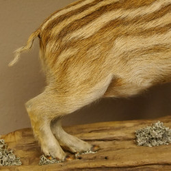 Frischling Ganzpräparat Höhe 42 cm auf Holz Wildschwein Präparat Deko 34.2.31