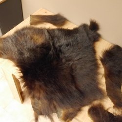 Schwarzbär Fell Fellreste Bastler Vorleger mit Genehmigung zum Verkauf