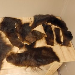 Schwarzbär Fell Fellreste Bastler Vorleger mit Genehmigung zum Verkauf