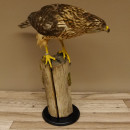 Habicht weiblich Sockel sitzend Greifvogel Pr&auml;parat Tierpr&auml;parat mit Genehmigung zum Verkauf