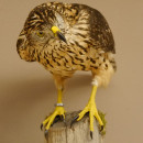 Habicht weiblich Sockel sitzend Greifvogel Pr&auml;parat Tierpr&auml;parat mit Genehmigung zum Verkauf