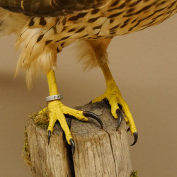 Habicht weiblich Sockel sitzend Greifvogel Präparat Tierpräparat mit Genehmigung zum Verkauf