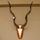 Kudu Antilope Dekomedaille Schädeltrophäe...