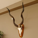 Kudu Antilope Dekomedaille Sch&auml;deltroph&auml;e Afrika Troph&auml;e H&ouml;he 108,5 cm mit Troph&auml;enschild 88.2.50