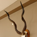 Kudu Antilope Dekomedaille Sch&auml;deltroph&auml;e Afrika Troph&auml;e H&ouml;he 108,5 cm mit Troph&auml;enschild 88.2.50