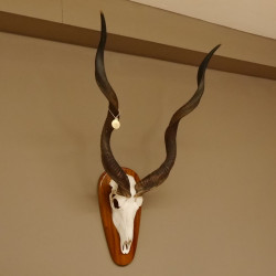 Kudu Antilope Dekomedaille Schädeltrophäe Afrika Trophäe Höhe 108,5 cm mit Trophäenschild 88.2.50