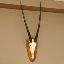 Oryx (Oryx gazella) Antilope Hornl&auml;nge 91 cm Spie&szlig;bock Afrika Sch&auml;deltroph&auml;e 88.3.84