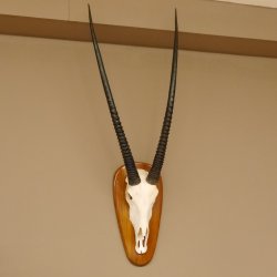 Oryx (Oryx gazella) Antilope Hornlänge 91 cm Spießbock Afrika Schädeltrophäe 88.3.84
