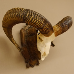 Mufflon Widder Geweih Schädeltrophäe Hornlänge max. 69 cm auf geschnitztem Trophäenschild 82.1.78