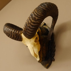 Mufflon Widder Geweih Schädeltrophäe Hornlänge max. 70 cm auf geschnitztem Trophäenschild 82.1.79