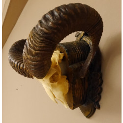 Mufflon Widder Geweih Schädeltrophäe Hornlänge max. 70 cm auf geschnitztem Trophäenschild 82.1.79