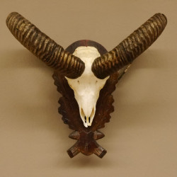 Mufflon Widder Geweih Schädeltrophäe Hornlänge max. 66 cm auf geschnitztem Trophäenschild 82.1.84
