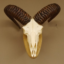 Mufflon Widder Geweih Schädeltrophäe Hornlänge max. 49 cm auf Trophäenschild 82.1.85