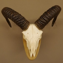 Mufflon Widder Geweih Schädeltrophäe Hornlänge max. 48 cm auf Trophäenschild 82.1.86