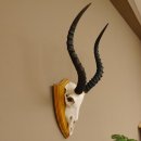 Impala Antilope Sch&auml;deltroph&auml;e Troph&auml;e HL 49 cm auf Troph&auml;enschild 88.4.56