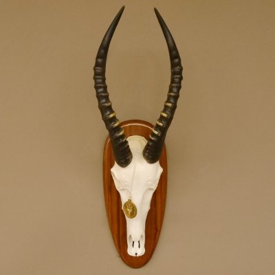 Blessbock Dekomedaille Antilope Afrika Schädeltrophäe Hornlänge 39 cm auf Trophäenschild 88.5.16