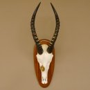 Blessbock Dekomedaille Antilope Afrika...