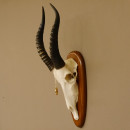 Blessbock Dekomedaille Antilope Afrika Sch&auml;deltroph&auml;e Hornl&auml;nge 39 cm auf Troph&auml;enschild 88.5.16