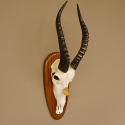 Blessbock Dekomedaille Antilope Afrika Schädeltrophäe Hornlänge 39 cm auf Trophäenschild 88.5.16