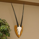 Oryx (Oryx gazella) Antilope Hornl&auml;nge 94 cm Spie&szlig;bock Afrika Sch&auml;deltroph&auml;e Troph&auml;enschild