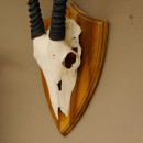 Oryx (Oryx gazella) Antilope Hornl&auml;nge 94 cm Spie&szlig;bock Afrika Sch&auml;deltroph&auml;e Troph&auml;enschild