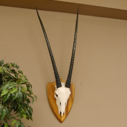 Oryx (Oryx gazella) Antilope Hornlänge 94 cm Spießbock Afrika Schädeltrophäe Trophäenschild