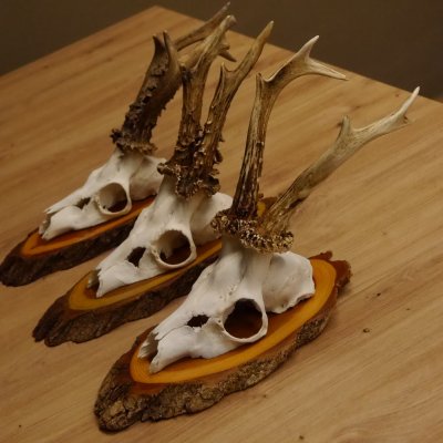 3 Stück Rehgeweihe auf Baumscheiben Rehbock Reh Bock Geweihe 22.1142