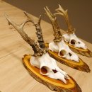 3 Stück Rehgeweihe auf Baumscheiben Rehbock Reh Bock...