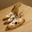 3 Stück Rehgeweihe auf Baumscheiben Rehbock Reh Bock Geweihe 22.1142