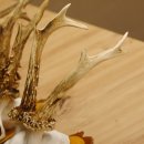 3 Stück Rehgeweihe auf Baumscheiben Rehbock Reh Bock Geweihe 22.1142