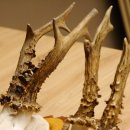 3 Stück Rehgeweihe auf Baumscheiben Rehbock Reh Bock Geweihe 22.1142