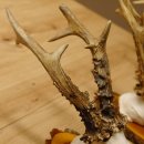 3 Stück Rehgeweihe auf Baumscheiben Rehbock Reh Bock Geweihe 22.1142