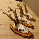 3 Stück Rehgeweihe auf Baumscheiben Rehbock Reh Bock Geweihe 22.1142