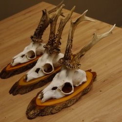 3 Stück Rehgeweihe auf Baumscheiben Rehbock Reh Bock Geweihe 22.1142